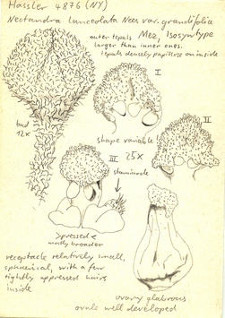 Vorschaubild Nectandra lanceolata var. grandifolia Mez